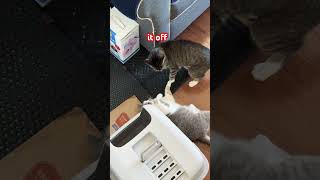 Fighting over the litter box!