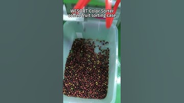 Wesort color sorter coffee cherry sorting
