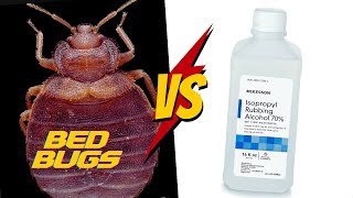 Does Rubbing Alcohol REALLY work for Bed Bugs?  [COMPLETE Tutorial]