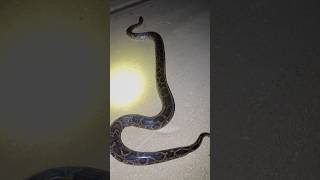 I got the giant python! #reptiles#snake#wildlife#python#animals#florida#nature#alligator#shorts