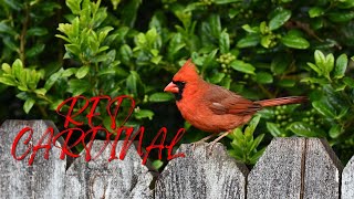 Cardinal Singing & Call Sounds | Natural sound of singing birds screenshot 4