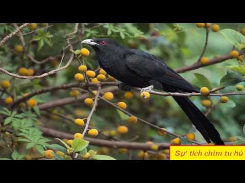 Video Sự tích chim Tu Hú - Truyện cổ tích Việt Nam - youtube