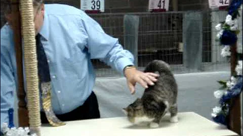 Ivy Cat CFA cat show Medina OH 8/22/09