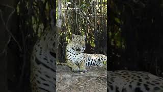 Ona Pintada No Pantanal  animaisnanatureza animals