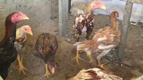 Nrog Kuv saib me nyuam qaib ua si 62421