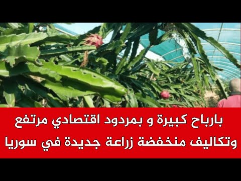 بارباح كبييرة بمردود اقتصادي مرتفع وتكاليف منخفضة زراعة جديدة في سوريا