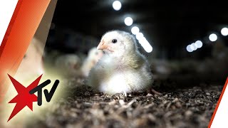 E169 Mehr Eier im Winter durch Kunstlicht, meine Meinung dazu bei HAPPY HUHN - Hühner und Tageslänge