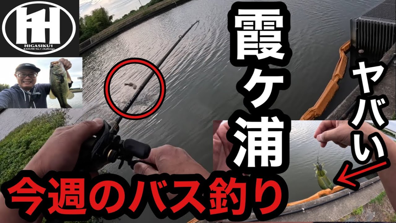レイドジャパンエグチャンク4インチの集魚力！今週のバス釣り霞ヶ浦