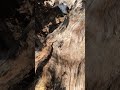 Ant rush hour