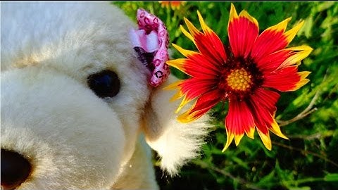 Unbreakable MEP Part 10&11 for Webkinz Red Wolf