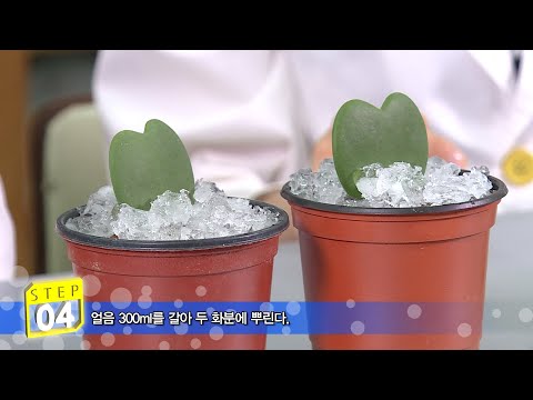 [생활의 발견] 친환경 제설제