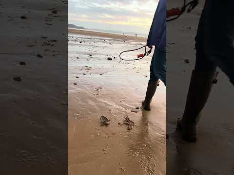 Collie whippet puppy acceleration.