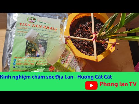 Địa Lan - Trồng và chăm sóc Địa Lan - Hương Cát Cát với  Phong lan TV | Foci