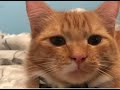 Charlie the Cat song