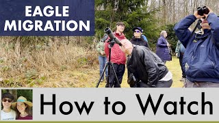 How to Watch the Eagle Migration | Skagit River, WA