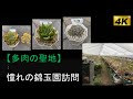 【多肉の聖地】★憧れの錦玉園訪問　～長野県小諸市～