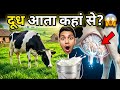 गाय के थन में दूध कैसे बनता है? 🐄🥛 | Milk Production Explained in Hindi