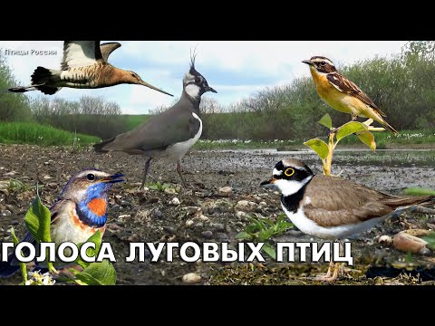 Голоса 15 луговых птиц / Мини-определитель (Птицы России) #ГолосаПтиц #Birdsong