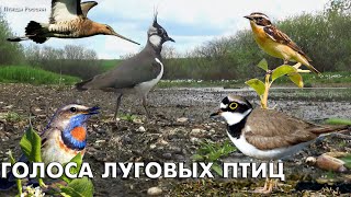 Голоса 15 луговых птиц / Мини-определитель (Птицы России) #ГолосаПтиц #Birdsong