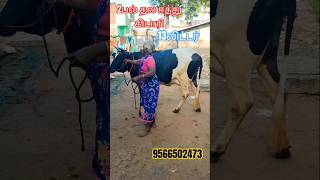 13லிட்டர் கறவை திறன் கொண்ட hf தல ஈத்து கிடாரி விற்பனைக்கு வந்துள்ளது #dairyfarm #cow #dairyfarmers