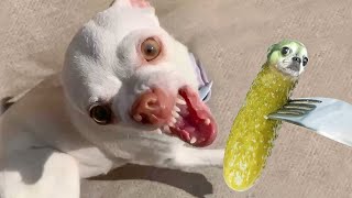 Funniest Animals 😄 New Funny Cats and Dogs Videos 😹🐶 by Pet Hub 348 views 9 days ago 12 minutes, 38 seconds