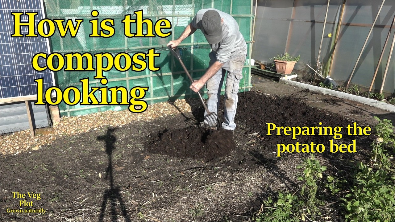 Подготовка грядки с молодым картофелем и неожиданный сюрприз – брокколи.