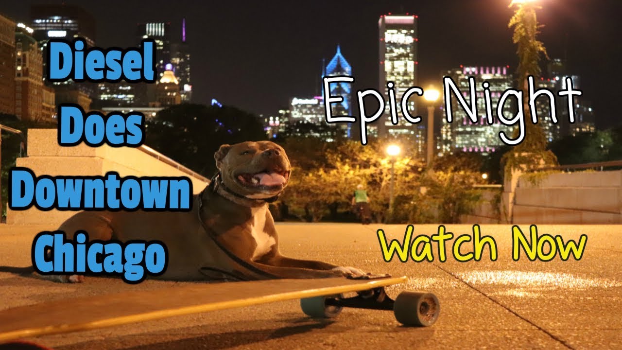 Epic Night Downtown With D - Super Trained Dog-  Watch Now