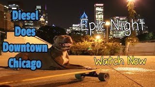 Epic Night Downtown With D  Super Trained Dog  Watch Now