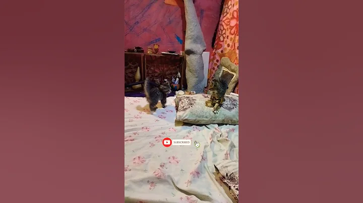 Watch the video about Cats took over everywhere🥴#cat #cats #pets #kitten #kittycat #kittypets #kitty #cutecat #cute #funny