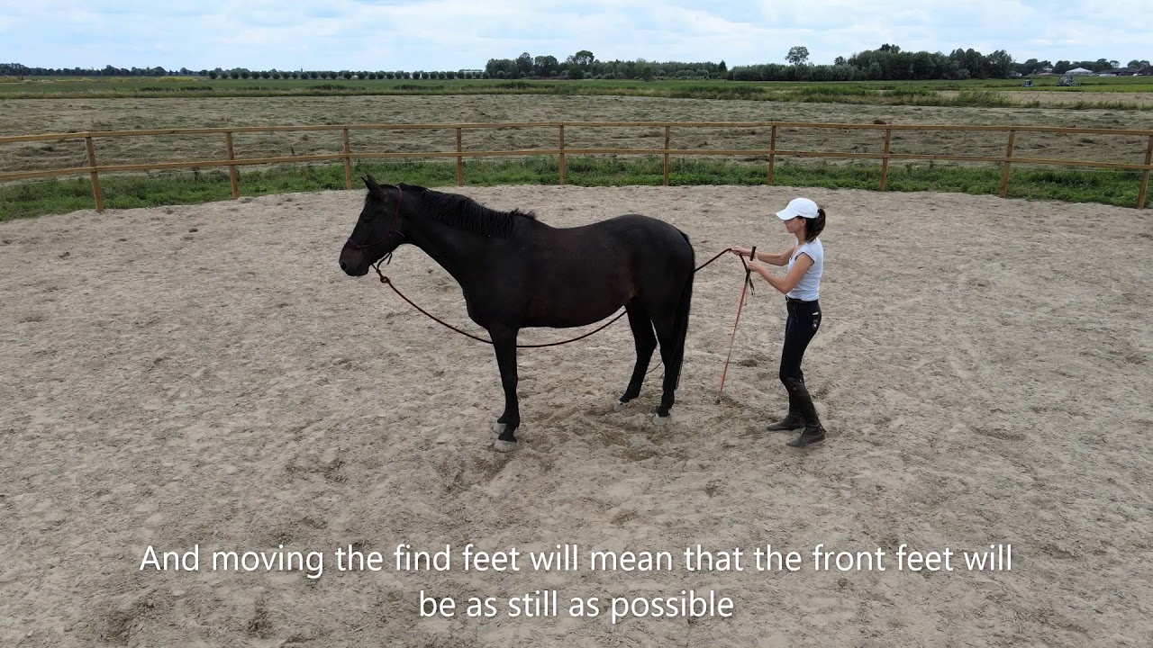 Teaching your horse how to spin YouTube