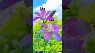 Beautiful Lily Flower With Pink Hydrangea #Lilyflower #Shorts #Beautiful #Viral #Video