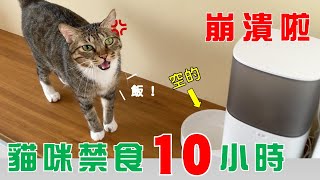 【豆漿  SoybeanMilk】貓咪被禁食10小時竟然用按摩拜託....