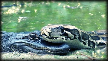 Alligator eats Python 01, Time Lapse Speed x0.5