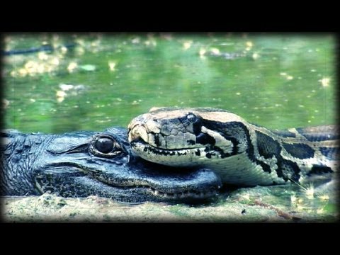 Alligator eats Python 01, Time Lapse Speed x0.5