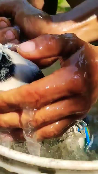 Ligo challenge ni panda #shorts