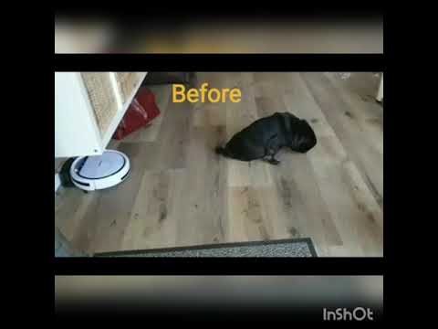 Dog before and after session with MWO