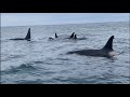 Killer Whales Orcas Close, Closer, and Ohhh!