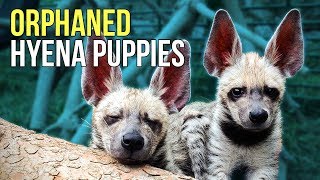 Baby Hyenas Rescued By Volunteer Who Took Them Home After They Were Orphaned by Bored Panda Animals 9,050 views 5 years ago 3 minutes, 15 seconds