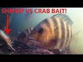 Best Bait? Shrimp vs Crab Test - Underwater and Above Water Fishing!