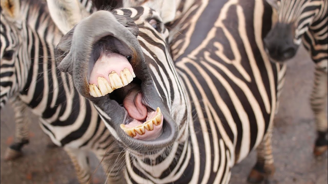 Зебра какой звук. Zebra screaming.