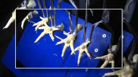 Meyn® Footpad Inspection system