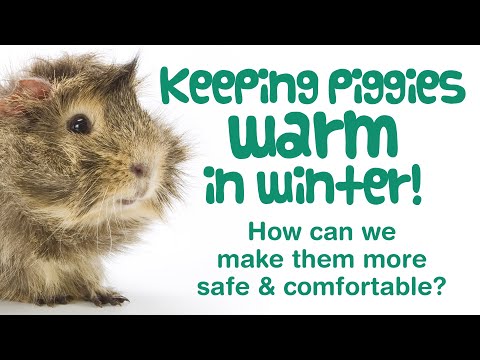 Video: Zimní bezpečnostní tipy pro domácí ptáky, králíky, morčata a další exotika