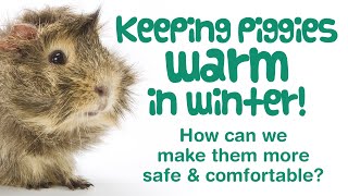 How to Keep GUINEA PIGS  WARM in WINTER | Protect OUTDOOR Guinea Pigs from the COLD!