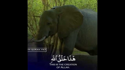 القارئ ناصر القطامي سورة (لقمان)