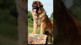 Top 10 Tallest dog breed in the world #viral #shorts #trending #dog