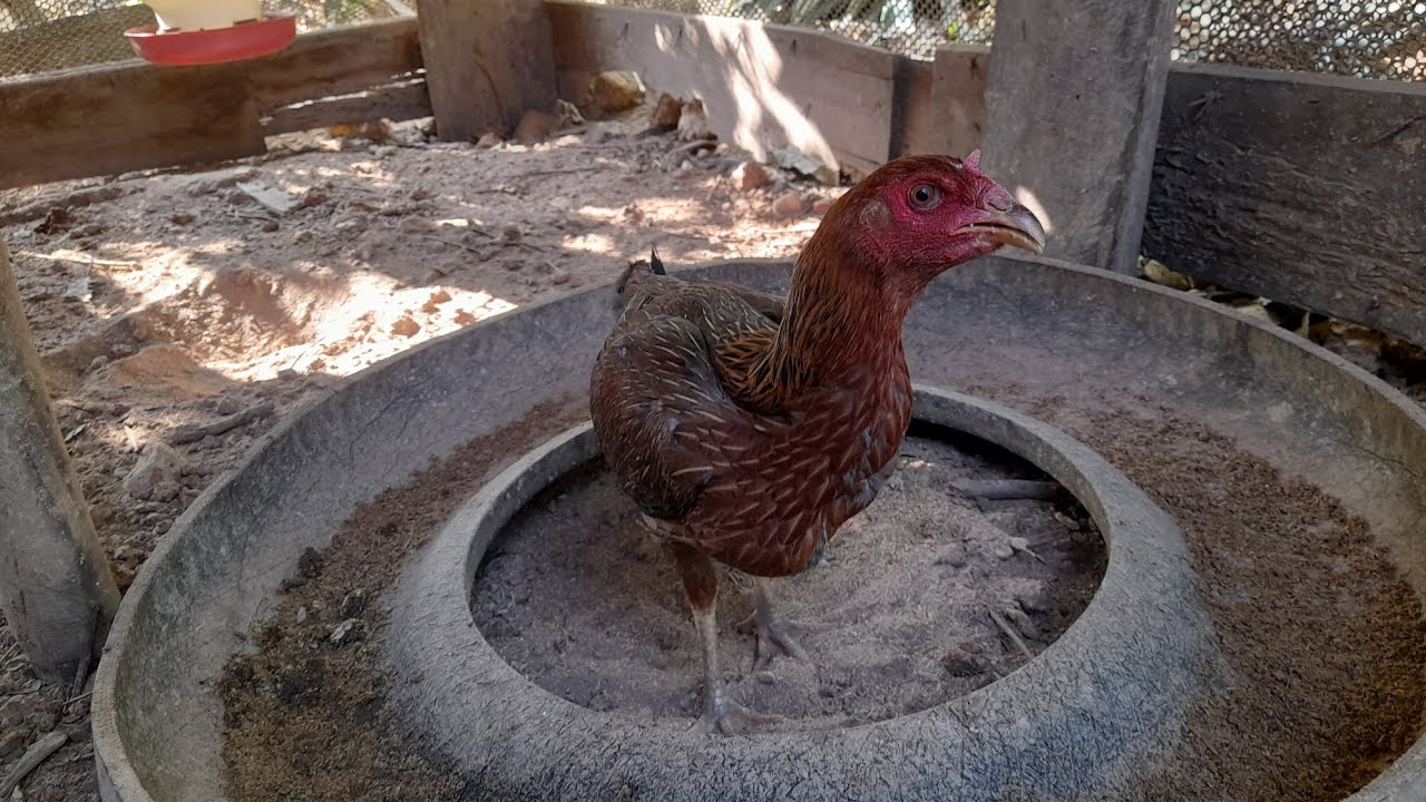 ไก่สาวพร้อมไข่ สวยสุดๆ❤️‍🔥#ไก่ชน #ayam #chicken #ไก่ชนพม่า #ปปทุมชัย #ไก่ชนวันนี้ 