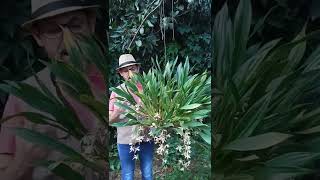 Coelogyne Testacea @shorts Coelogyne Testacea @shorts
