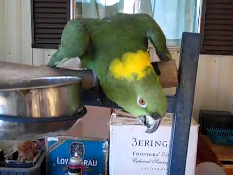 Yellow nape Parrot talking Yellow nape Parrot talking