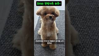 토리의 하루~#토리 #토리의하루 #토리의 성장일기