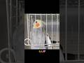 寝ても覚めても【ママが大好き】オカメインコこはく#shorts